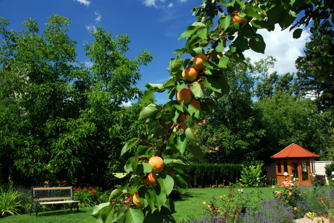 aprikosen-anbauen