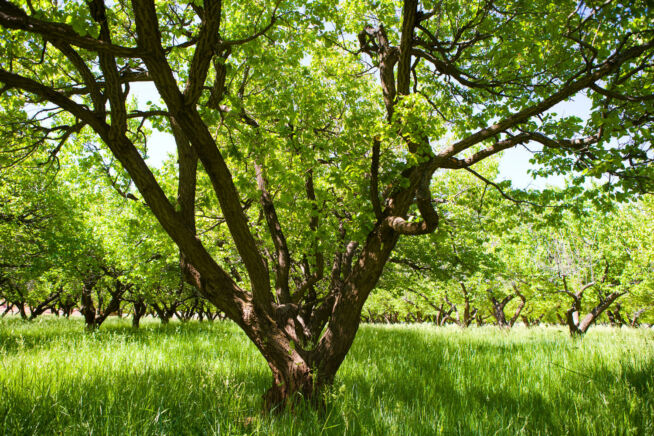 aprikosenbaum-lebensdauer