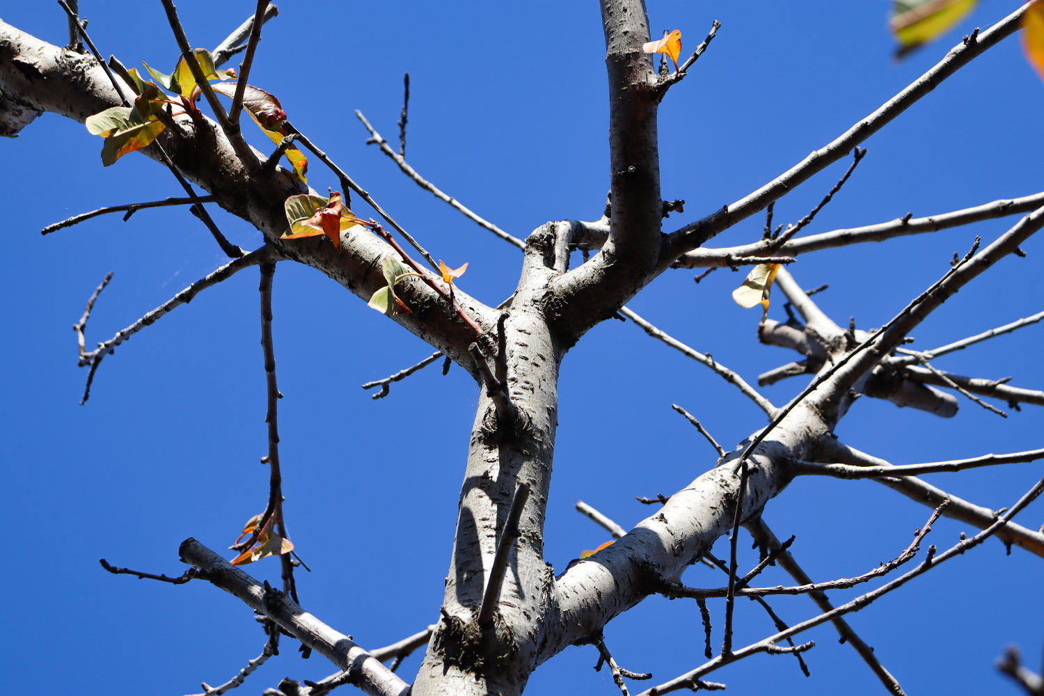 aprikosenbaum-treibt-nicht-aus