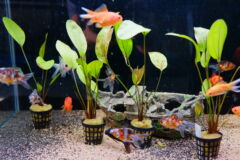 aquarienpflanzen-mit-topf-einpflanzen