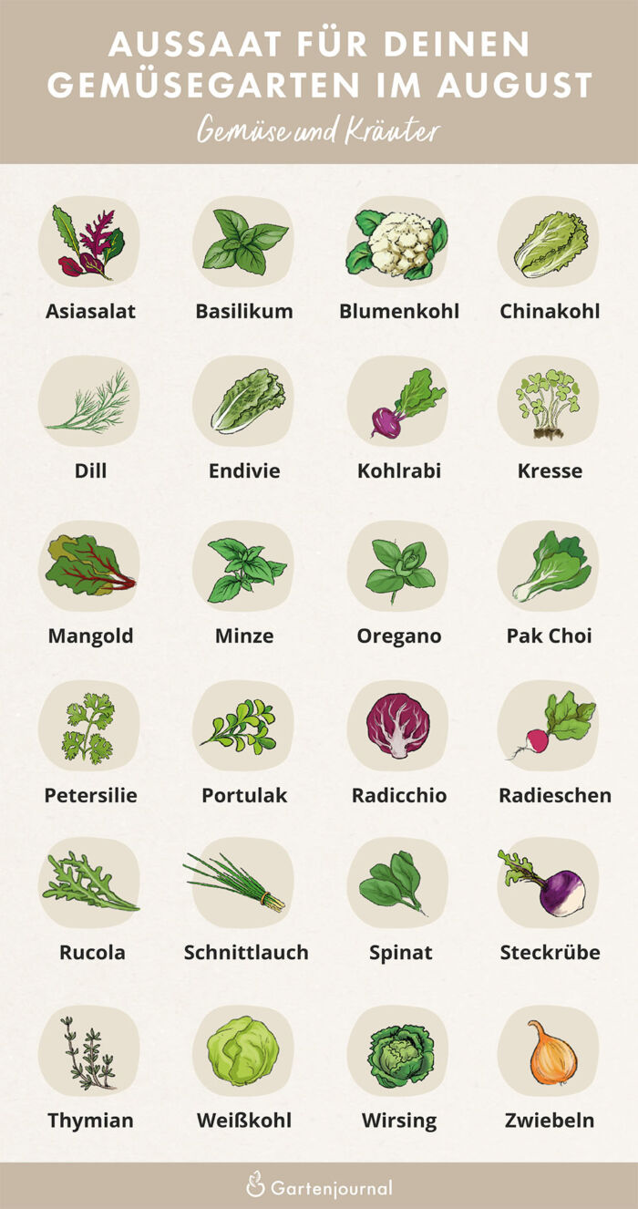 Illustration die zeigt, welche Gemüse und Kräuter im August ausgesät werden können