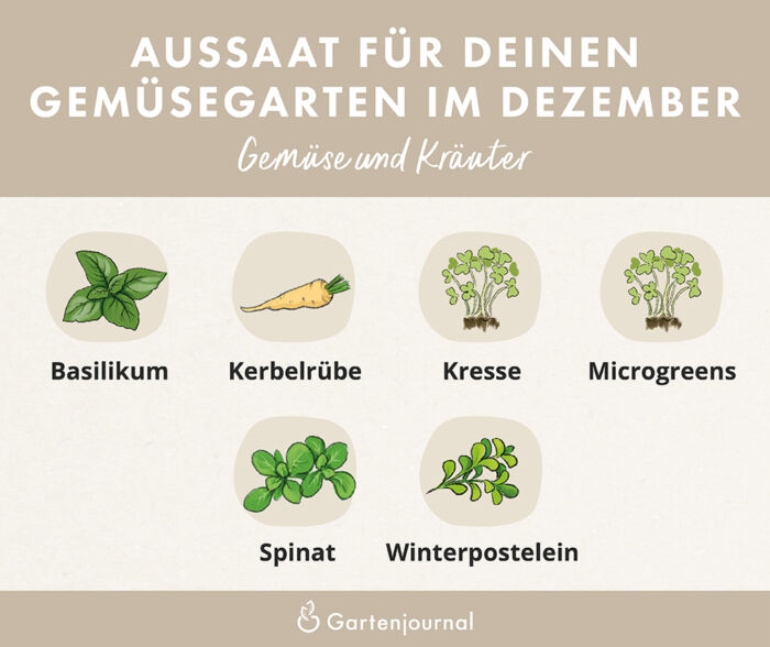 Illustration die zeigt, welche Gemüse und Kräuter im Dezember ausgesät werden können