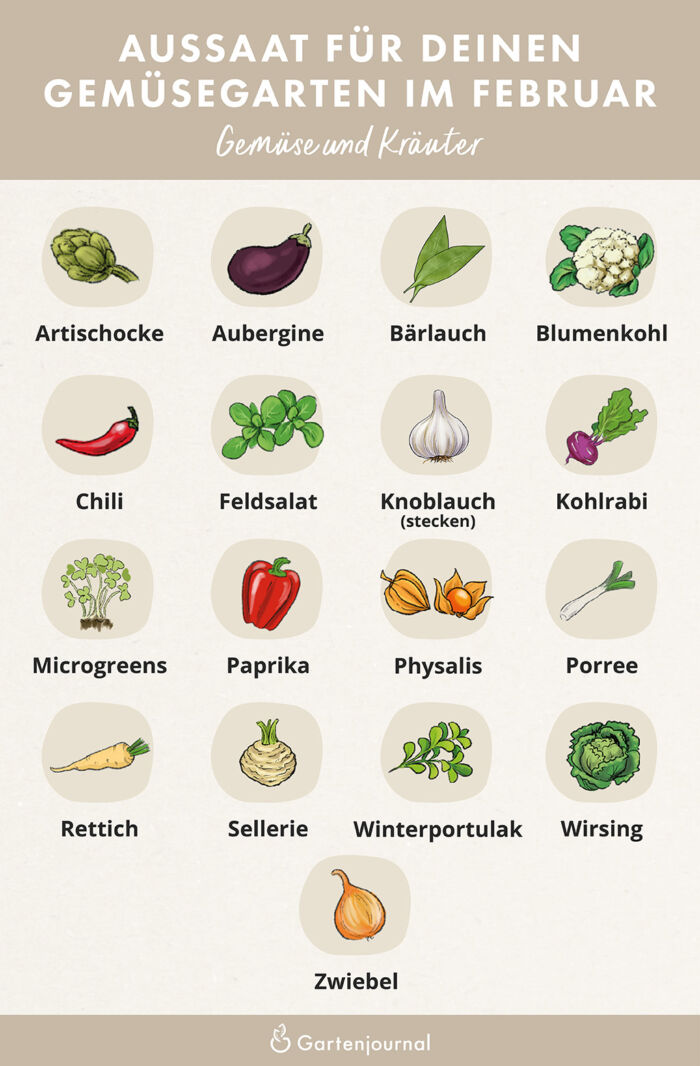 Illustration die zeigt, welche Kräuter und Gemüse im Februar ausgesät werden können.