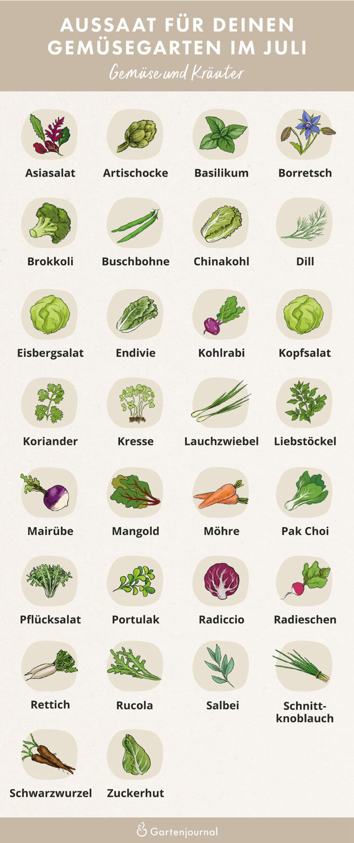 Illustration die zeigt, welche Gemüse und Kräuter im Juli ausgesät werden