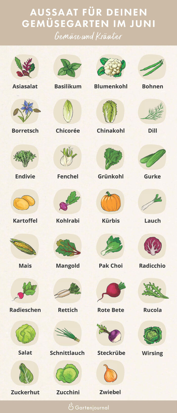 Illustrierter Gartenkalender der zeigt, welche Gemüse und Kräuter im Juni ausgesät werden