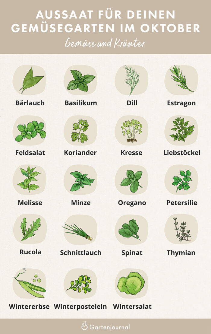 Illustration die zeigt, welche Gemüse und Kräuter im Oktober ausgesät werden können