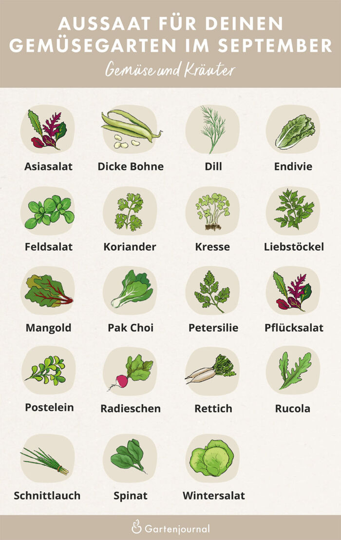 Illustration die zeigt, welche Gemüse und Kräuter im September ausgesät werden können