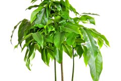 australische-kastanie-zimmerpflanze