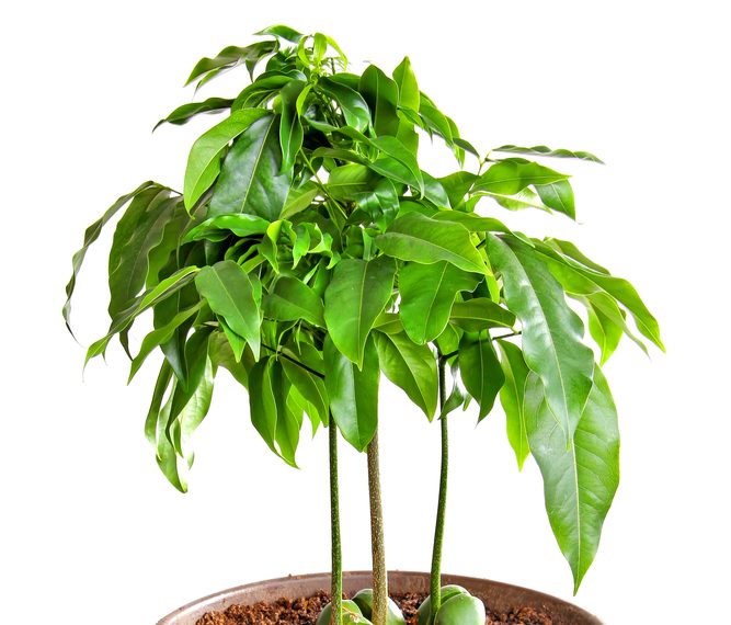 australische-kastanie-zimmerpflanze