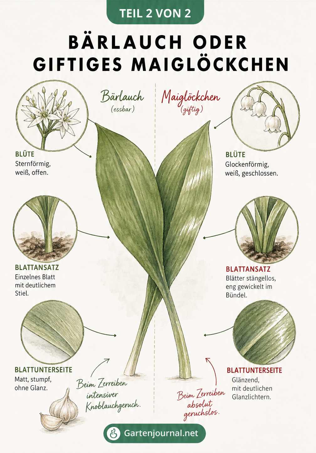 Gegenüberstellung von Bärlauch und Maiglöckchen mit Detailzeichnungen zu Blüte, Blattansatz, Blattstruktur und Geruch.