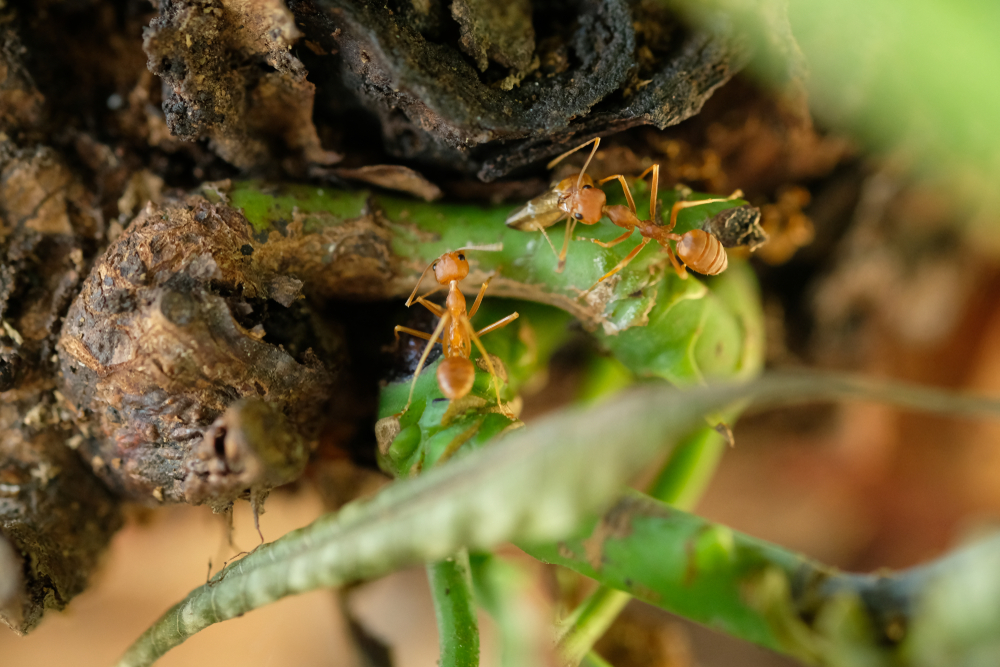 Ameisen Am Baum — Rezepte Suchen
