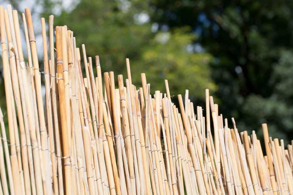 bambus-als-windschutz