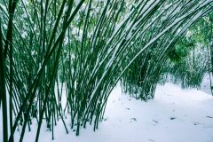 bambus-im-garten