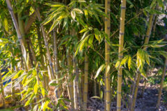 bambus-nachteile