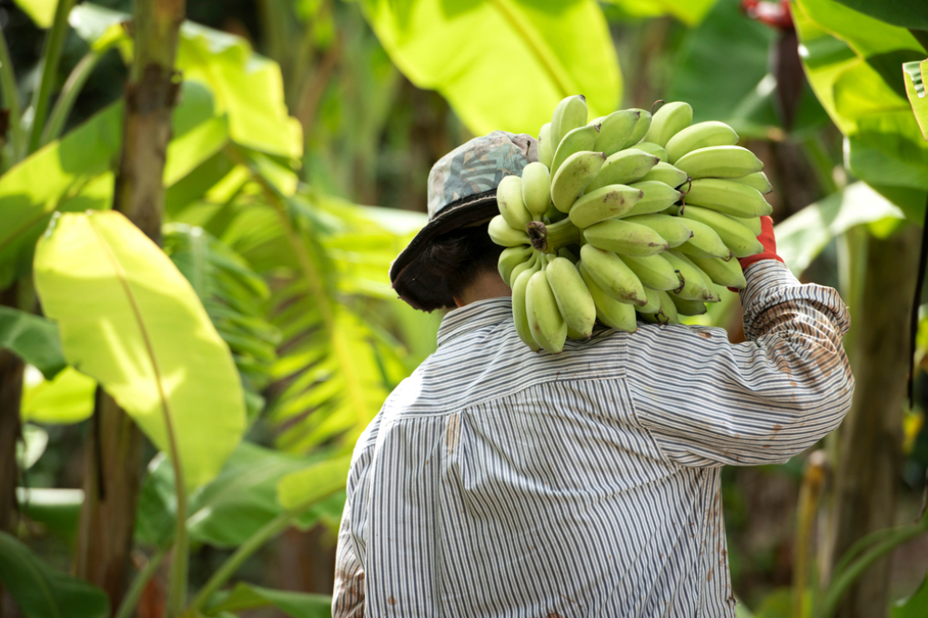 Woher kommen Bananen? » Alles über die Herkunft