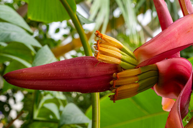 banane-verwandte-pflanzen