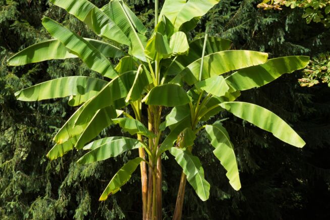 bananen-anbauen