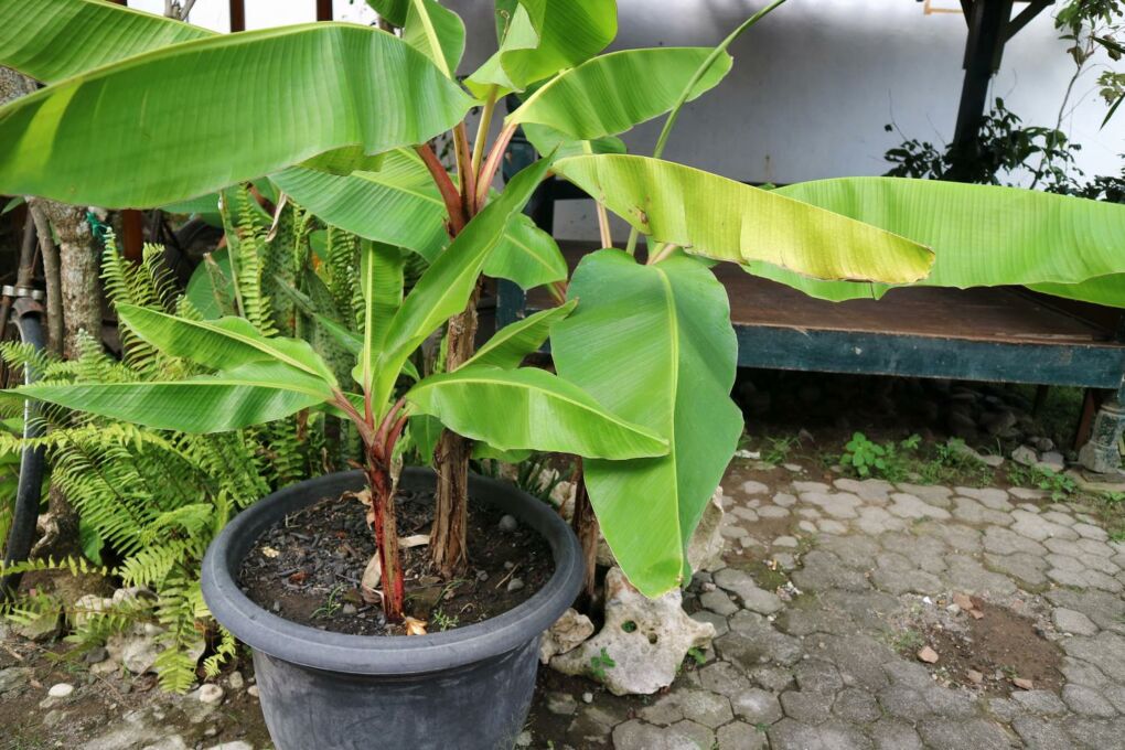 Bananen anbauen » Mit diesen Tipps gelingt es bestimmt
