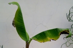 bananenpflanze-krankheiten
