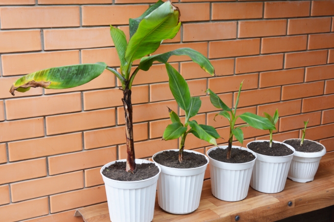 bananenpflanze-wachstum