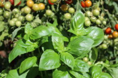 basilikum-mit-tomaten-pflanzen