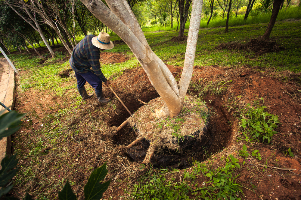 Посадить дерево выкопать