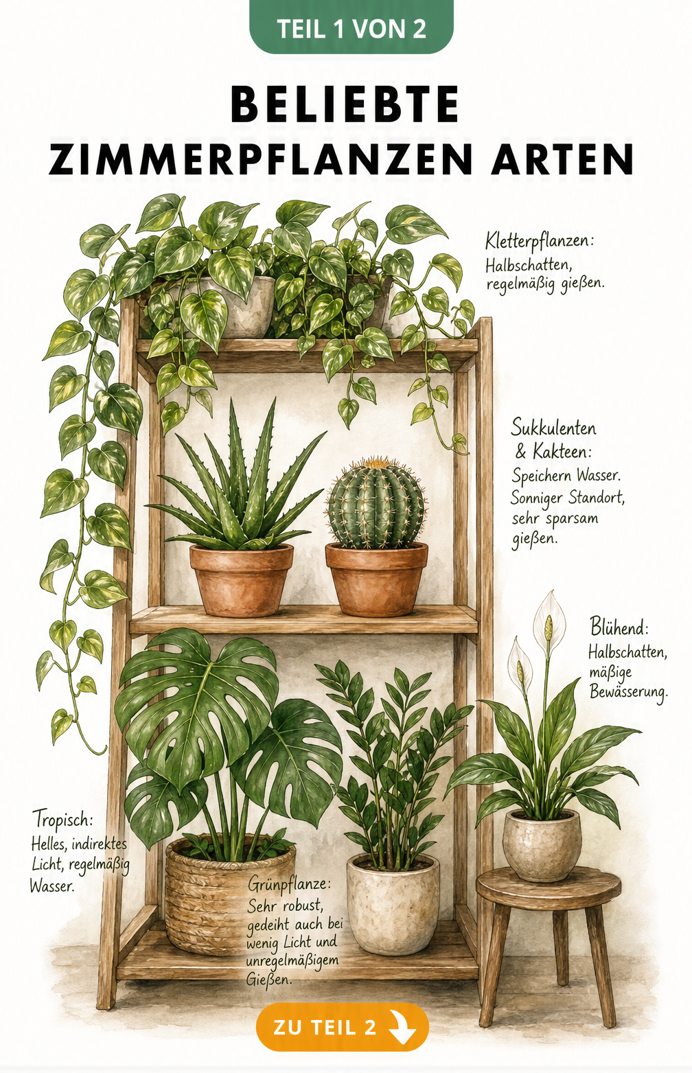 Illustration eines deckenhohen Pflanzenregals mit verschiedenen Zimmerpflanzen wie Efeutute, Aloe Vera, Monstera und Einblatt samt Pflegehinweisen