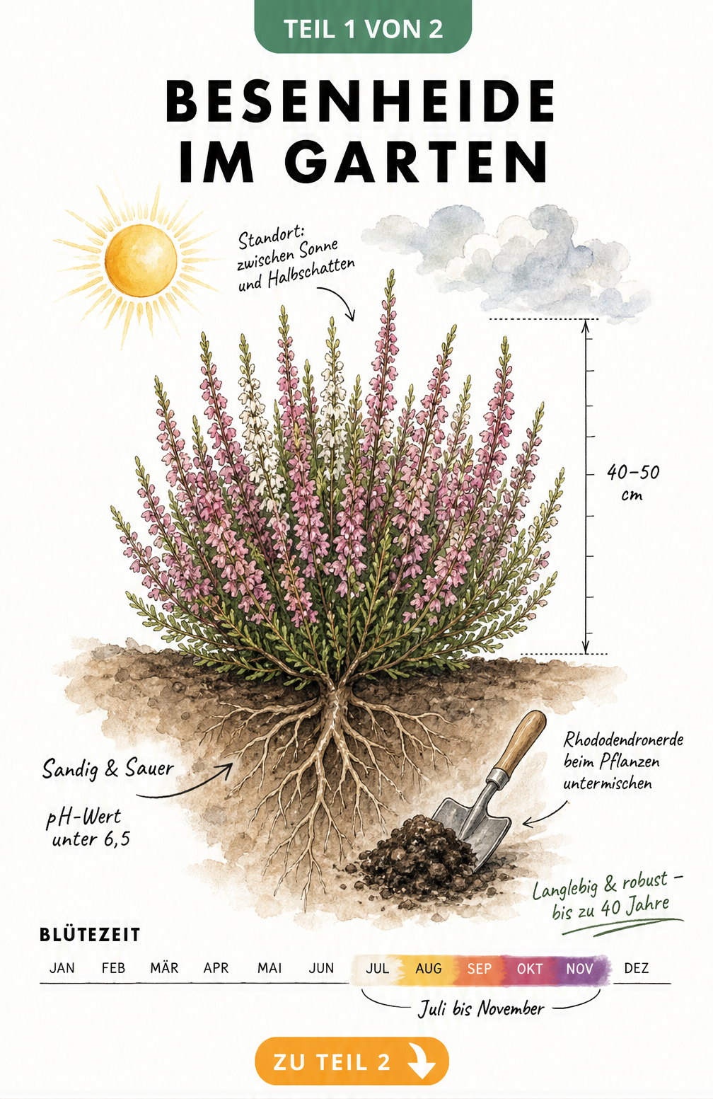 Botanische Illustration der Besenheide mit Wurzeln, Wuchshöhe und Blütezeit