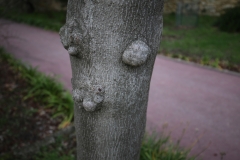 bienenbaum-schneiden