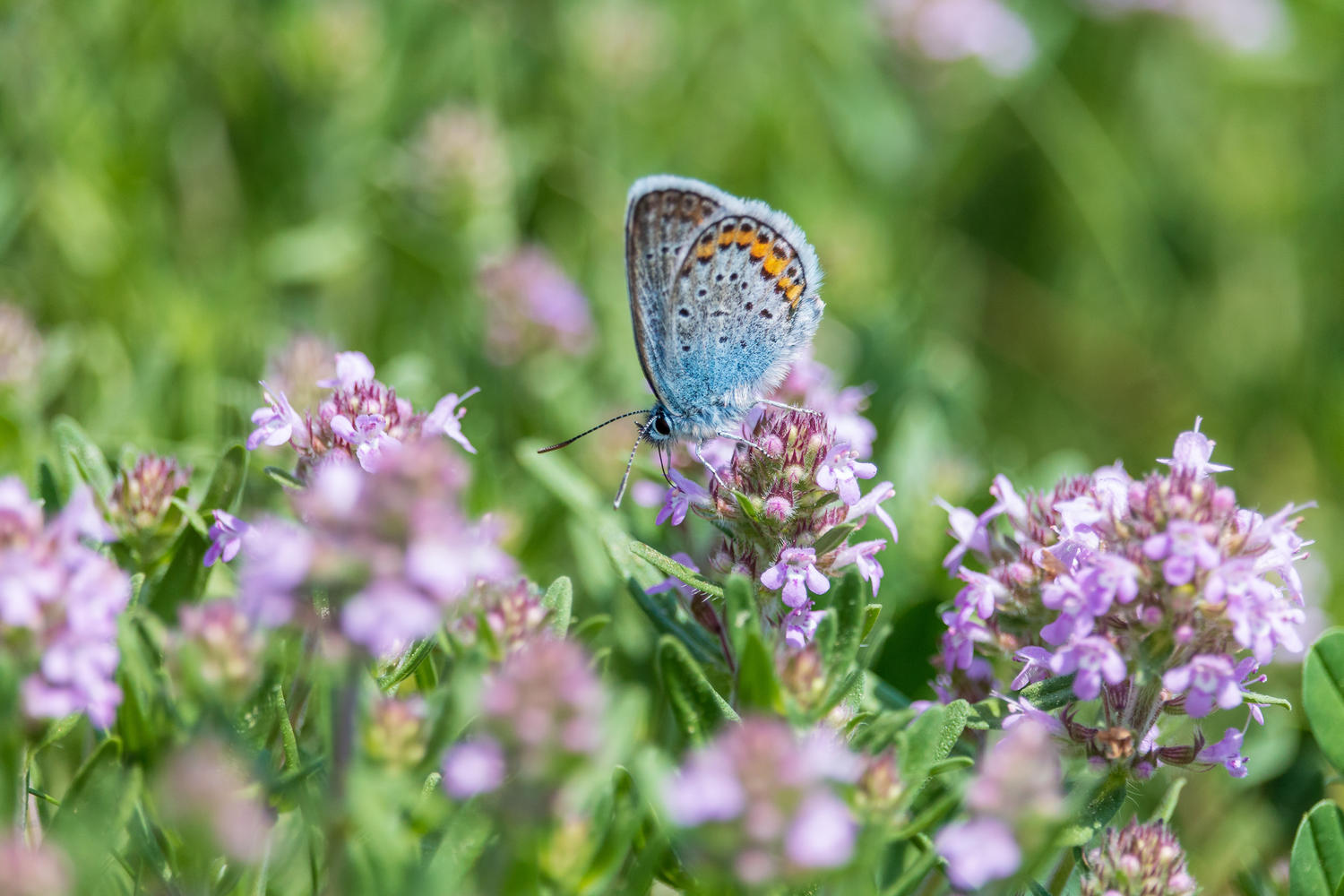 Schmetterling sitzt auf der Blüte von Thymian