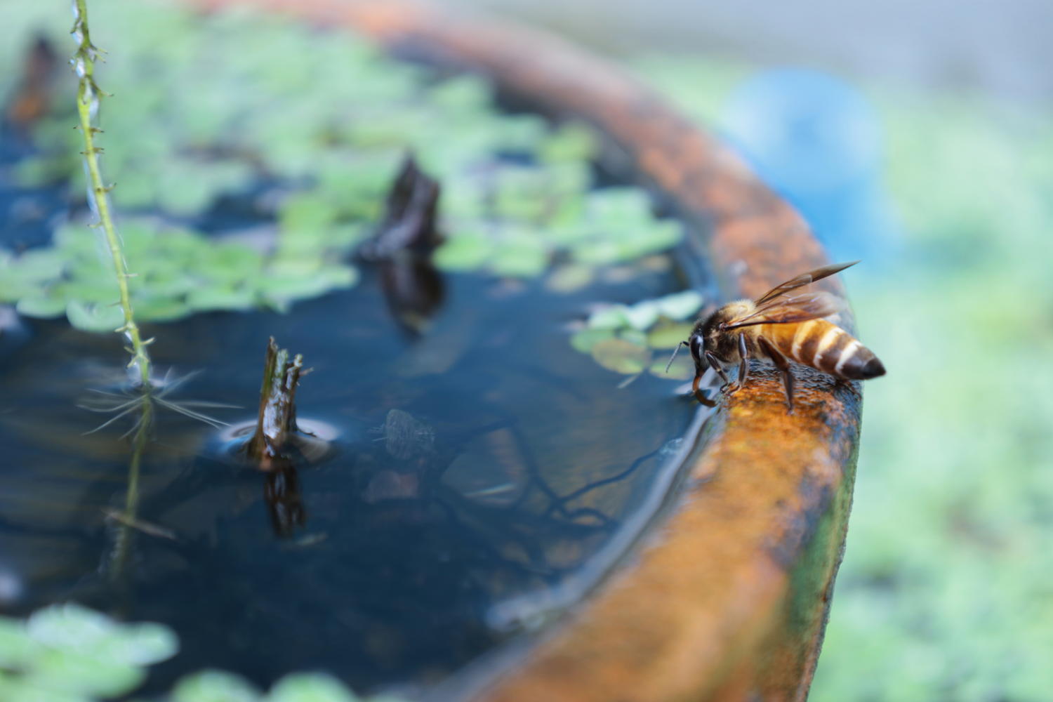 Honigbiene, die aus einer Insektentränke trinkt