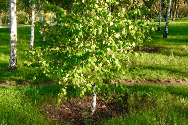 birke-pflanzen-jahreszeit