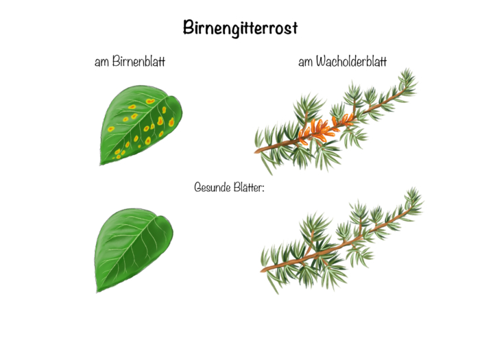 Birnengitterrost am Birnenblatt und am Wacholderblatt im Vergleich zu gesunden Blättern