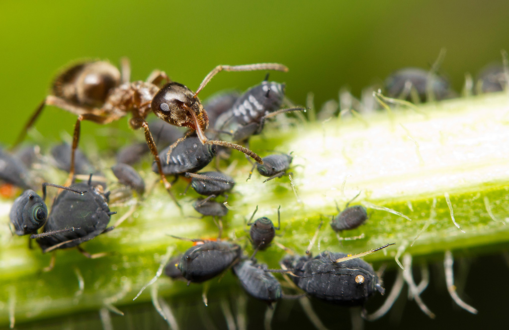 Eine Ameise ernährt sich von Blattläusen