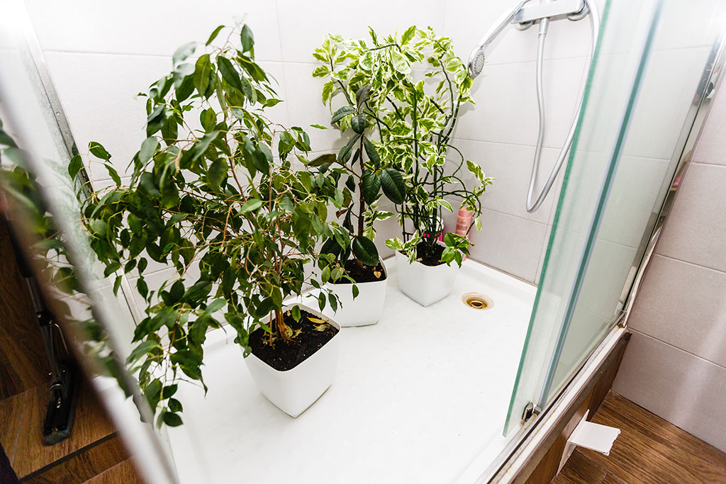 Zimmerpflanzen stehen in einer Dusche