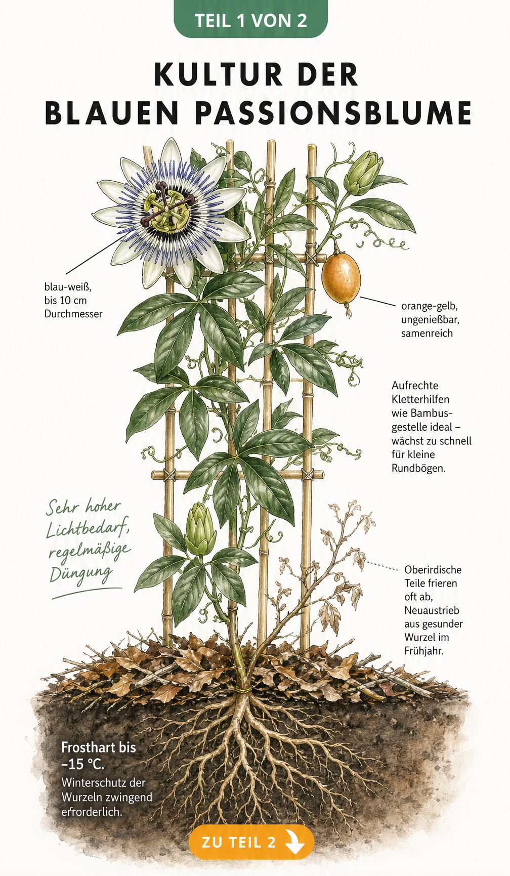 Botanische Illustration der Blauen Passionsblume am Rankgitter mit Details zu Blüte, Frucht und Wurzeln