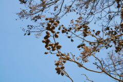 blauglockenbaum-verliert-blaetter