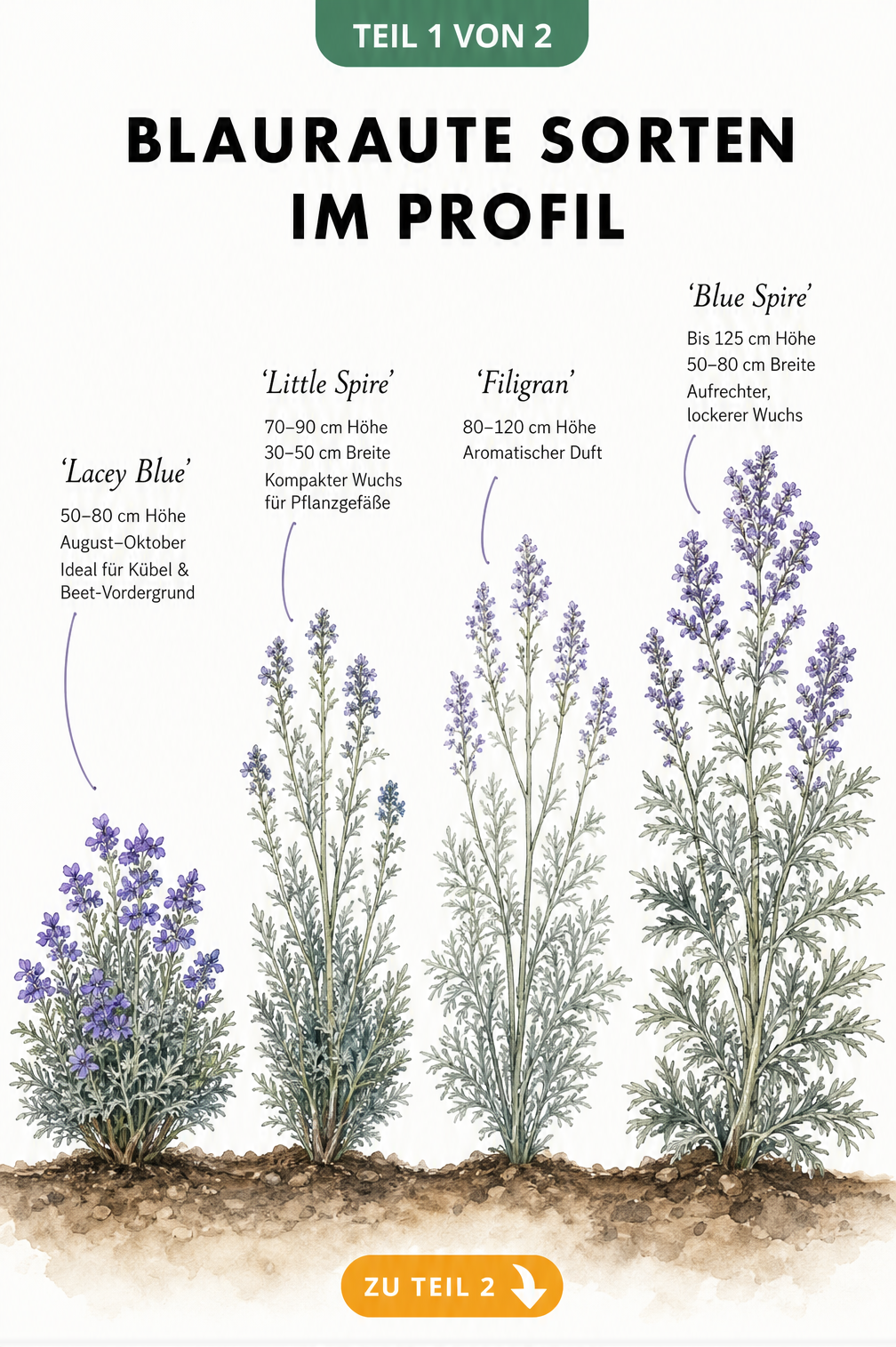 Botanische Illustration von vier Blauraute-Sorten mit Wuchshöhen und Blütenfarben