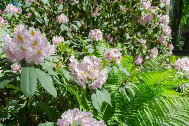 bodendecker-unter-rhododendron