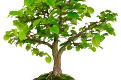 bonsai-aus-heimischen-baeumen