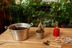 bonsai-einpflanzen