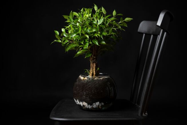 bonsai-klebrige-blaetter