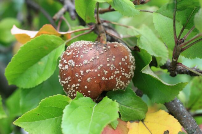 braunfaeule-apfelbaum