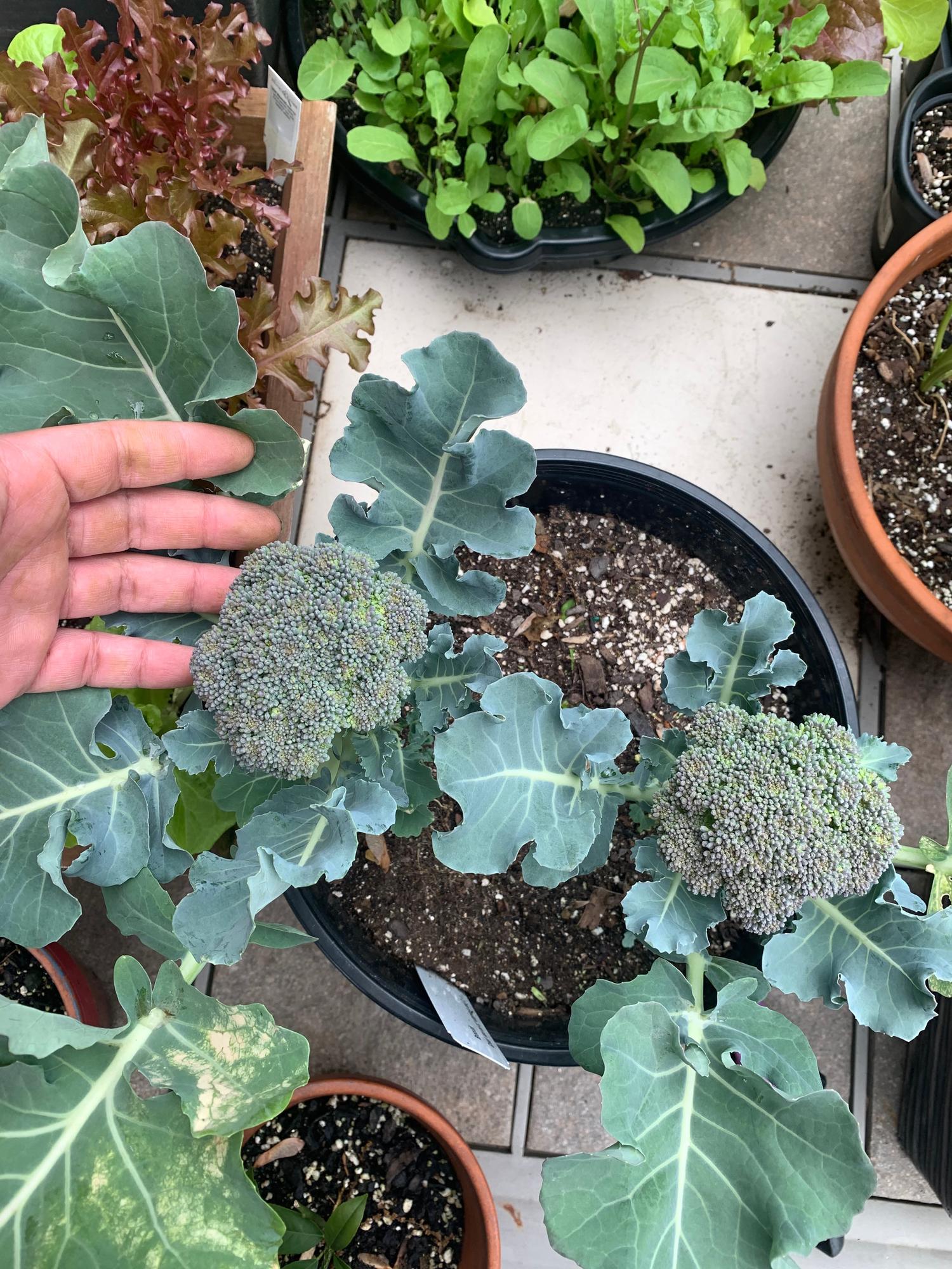 brokkoli-im-topf-anbauen