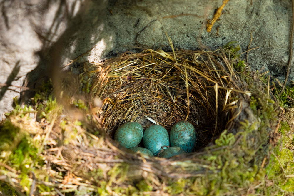 Роль гнезда в размножении птиц