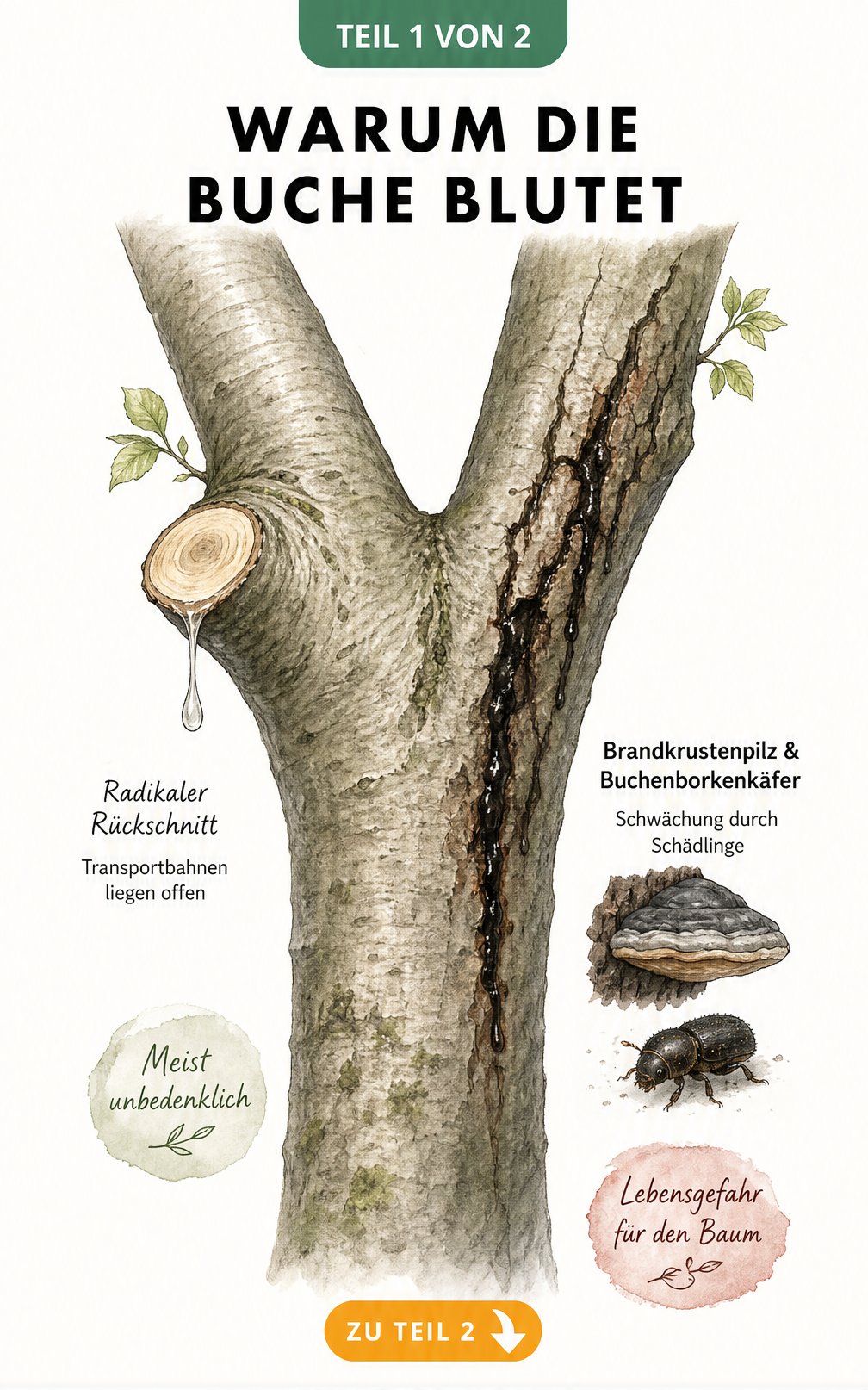 Illustration eines Buchenstamms, der blutet, mit Erklärungen zu harmlosem Saftfluss nach Rückschnitt und gefährlichem Bluten durch Pilze oder Käfer.