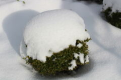 buchsbaum-schneelast