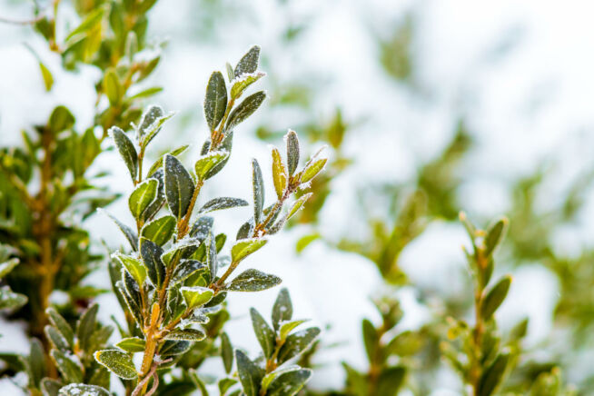 buchsbaum-schneiden-bei-frost