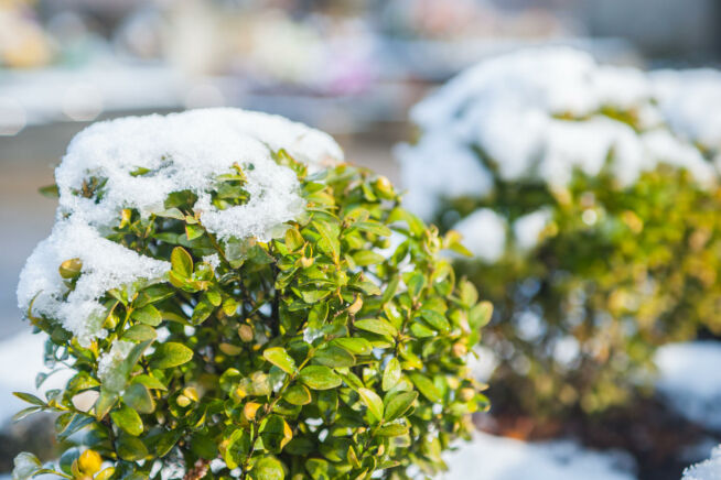 buchsbaumzuensler-frost