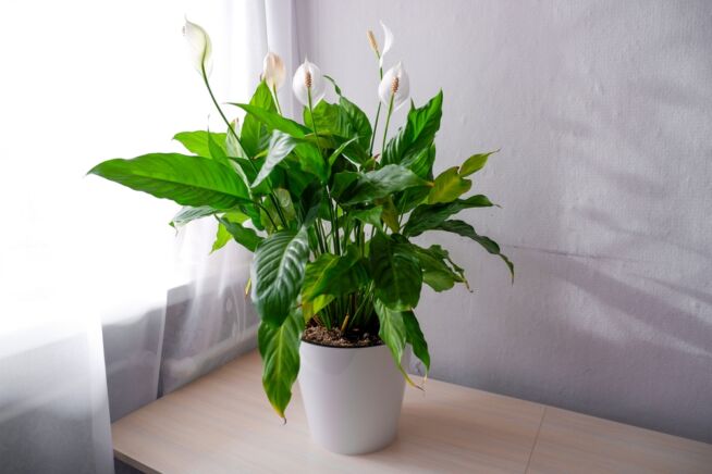 calla-aehnliche-pflanze